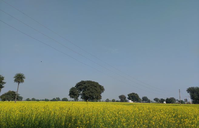 Celebrate the Harvest and the Spirit of Togetherness: Happy Baisakhi!